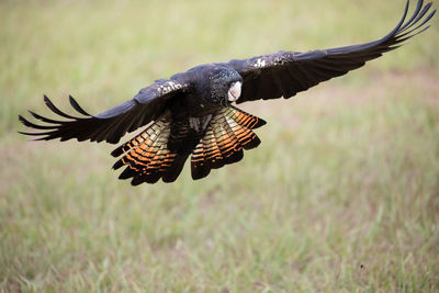 Bird flying over a field