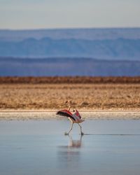 Chilean flamingo