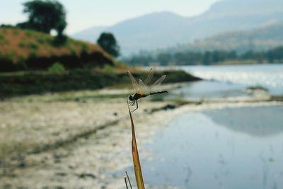 Close-up of damselfly on water against sky