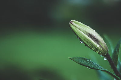 Close-up of green plant