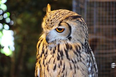 Close-up of owl