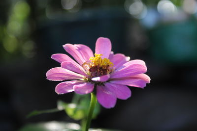 Close-up of pink flower