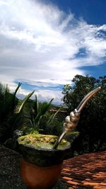 Close-up of potted plant against sky