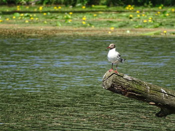 Seagull perching on driftwood against lake