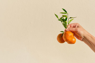 Ripe juicy tangerines on branch with leaves is held by a girl in her hand, selective focus on fruits