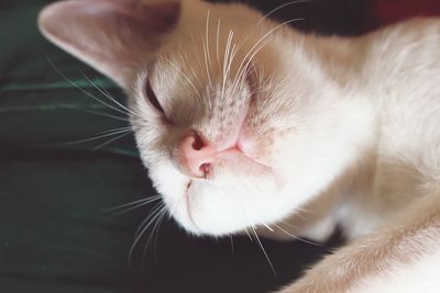 Close-up of cat sleeping