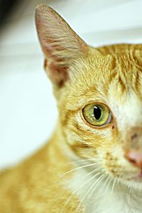 Close-up portrait of cat