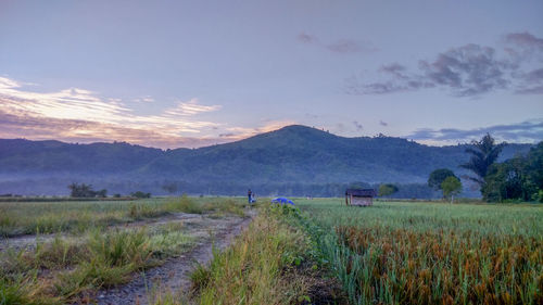 Scenic view of agricultural field against sky