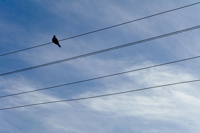 Low angle view of bird perching on cable