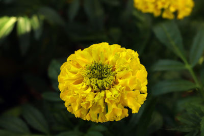 Close-up of yellow flower