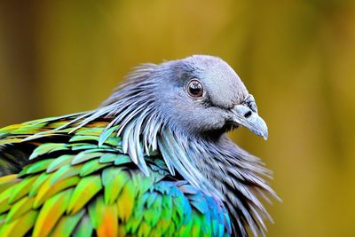 Close-up of parrot perching outdoors