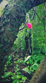 Close-up of flower plant