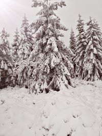 Snow covered pine trees in forest during winter