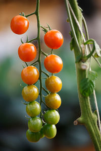 Close-up of tomatoes growing outdoors