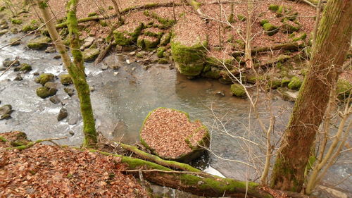 Plants growing on rock by river in forest