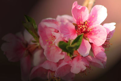 Close-up of pink cherry blossoms blooming outdoors