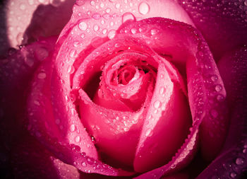 Close-up of pink rose