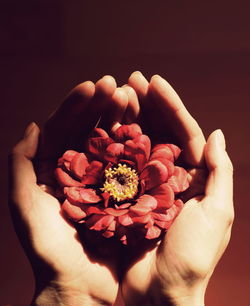 Close-up of hand holding red flower against black background