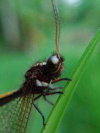 Close-up of insect on leaf