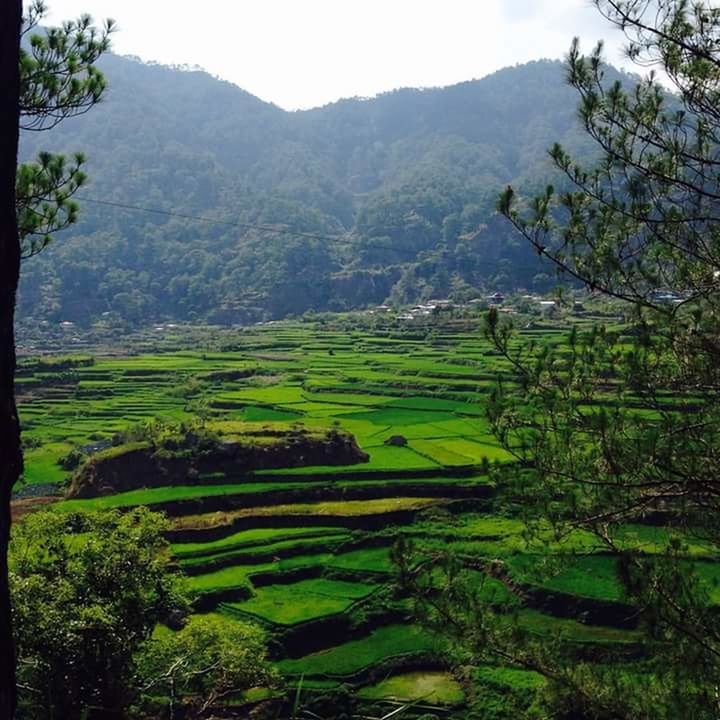 SCENIC VIEW OF AGRICULTURAL FIELD