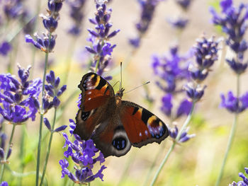 Close-up of butterfly pollinating on purple flower