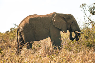 Side view of elephant on field against sky