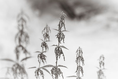 Close-up of plant against sky