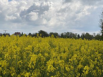 Scenic view of oilseed rape field against sky