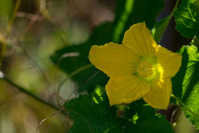 Close-up of yellow flower blooming outdoors