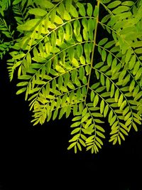 Close-up of fern leaves against black background