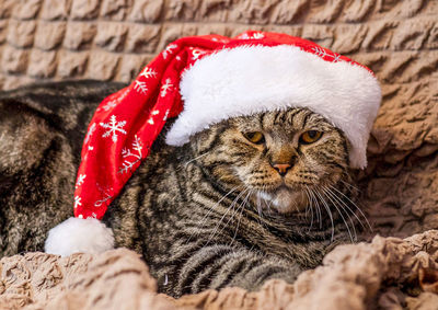 Close-up portrait of cat
