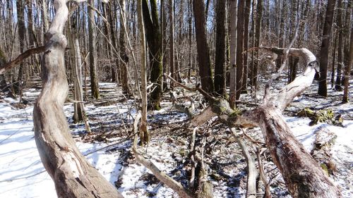 Trees in forest during winter