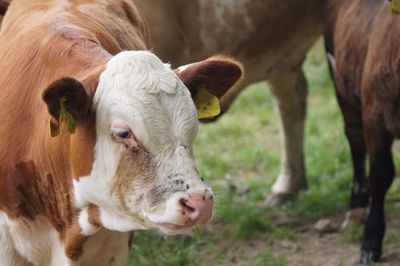 Cow standing in a field