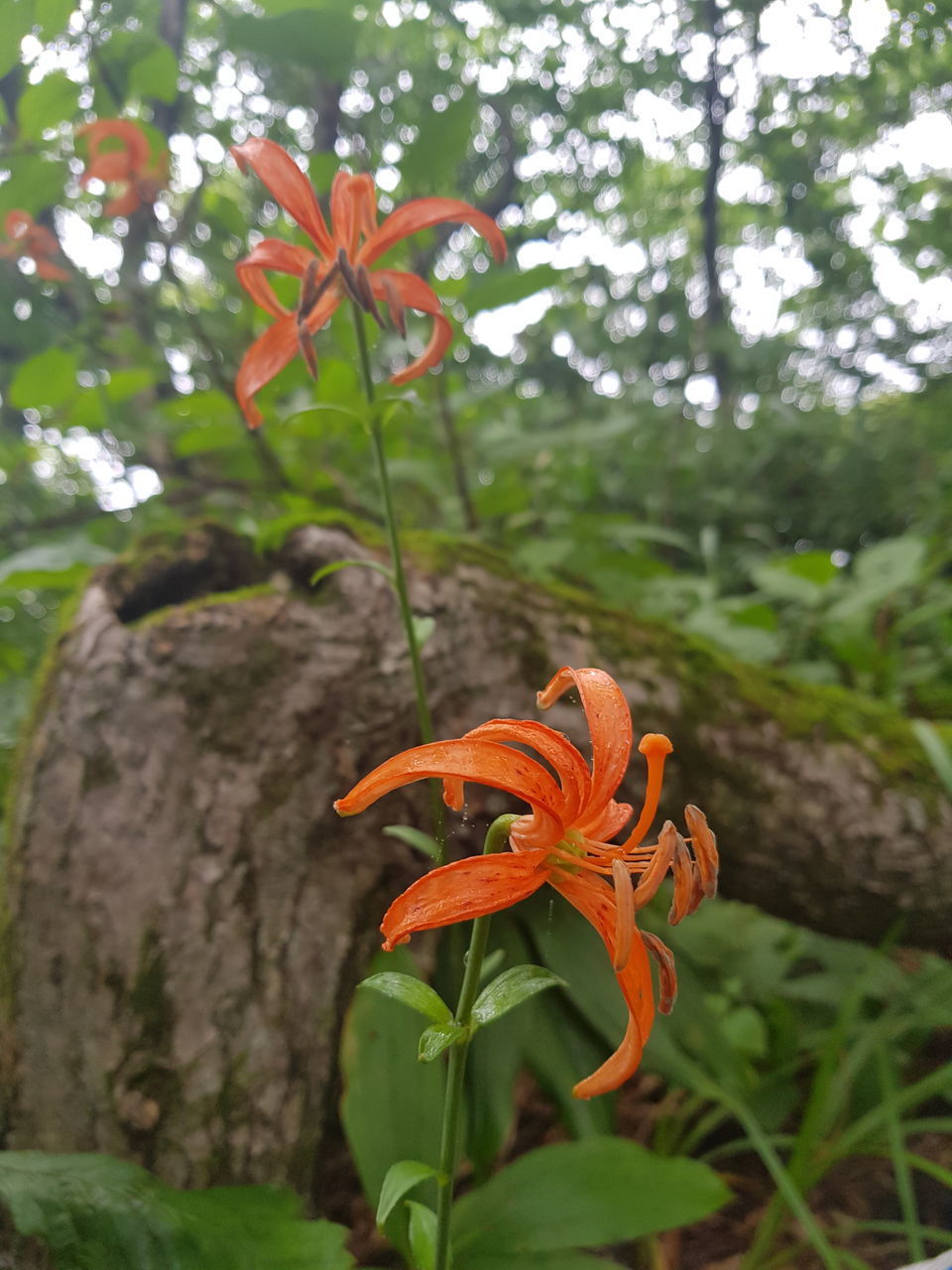 CLOSE-UP OF ORANGE FLOWERING PLANTS