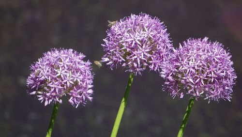 Close-up of purple flowering plant