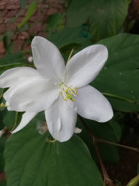 Close-up of white flowering plant