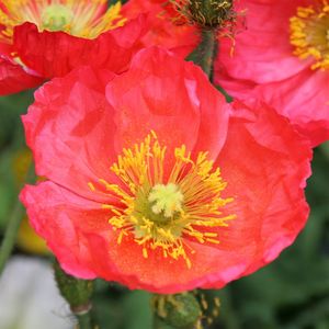 Close-up of flower blooming outdoors