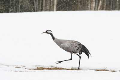 Bird on snowy field during winter