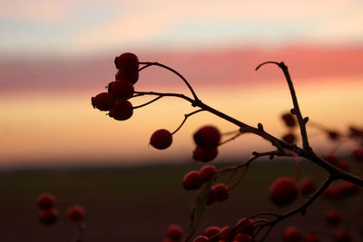 Close-up of silhouette plant against sky during sunset