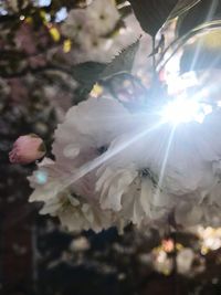 Close-up of white flowering plant