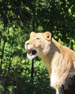 Close-up of a lion looking away