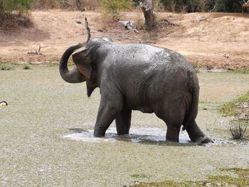 Wild elephant in water 