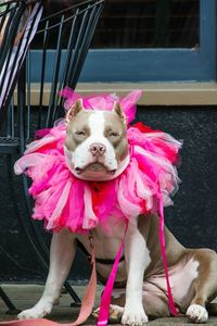 Portrait on pit bull terrier wearing tutu