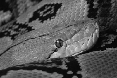 Close-up of lizard on rock