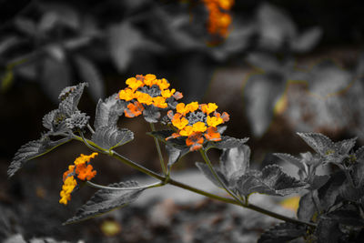 Close-up of yellow flowers