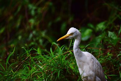 Close-up of white bird on grass