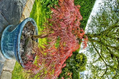 Plants growing on tree