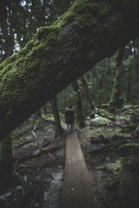 Man walking on footpath in forest