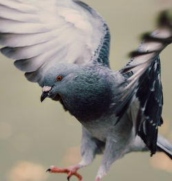 Close-up of pigeon perching outdoors