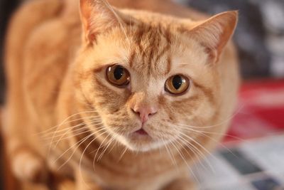 British shorthaired cat 